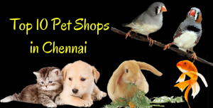 Top 10 Pet Shops in Chennai